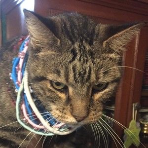 Meet your Posher, Rocker Cat